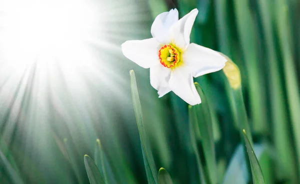 Białe Kwiaty Wielkanoc Promieniach Słońca Miejsca Tekst — Zdjęcie stockowe