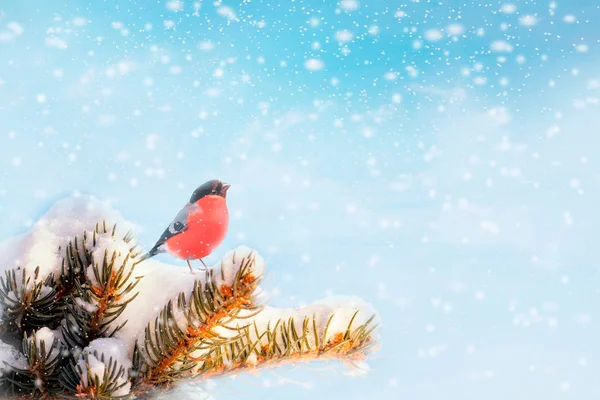 Winter Achtergrond Vertakking Van Kerstboom Sneeuw Ruimte Voor Tekst — Stockfoto