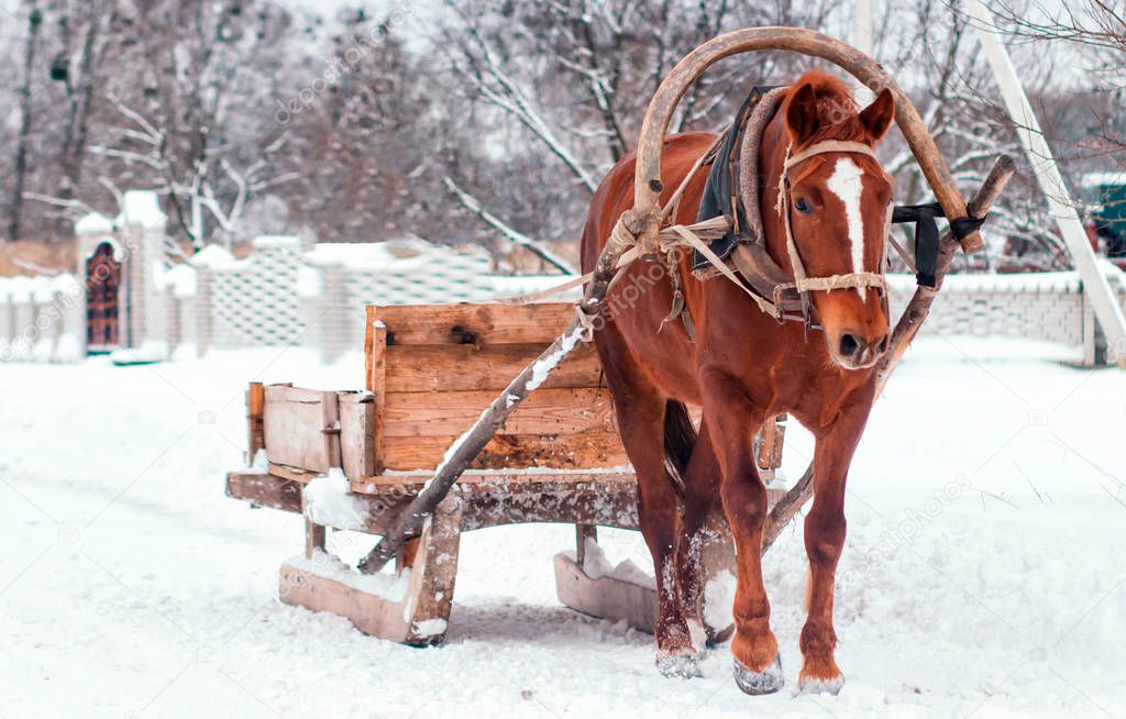 Horse pulling sleigh in winter . Old winter transport.