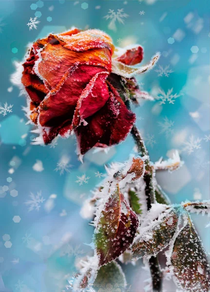 Rosa Con Gelo Biglietto Invernale — Foto Stock