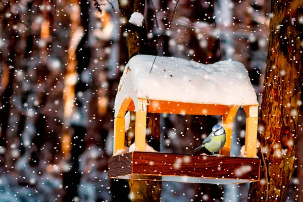 雪の降る冬の鳥の送り装置のシジュウカラ — ストック写真
