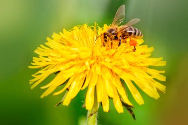 Yaz veya bahar zamanında karahindiba çiçek nektarı toplama bal arısı. Güneşli gün.