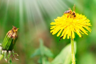 Yaz veya bahar zamanında karahindiba çiçek nektarı toplama bal arısı. Güneşli gün.