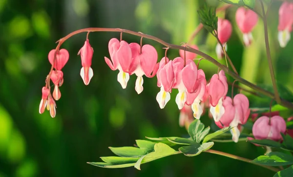 Dicentra Bleeding Heart Flowers Sunny Day Spsce Text Love Valentine — Stock Photo, Image