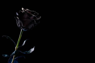 siyah bir arka plan üzerinde siyah gül. Metin için yer.