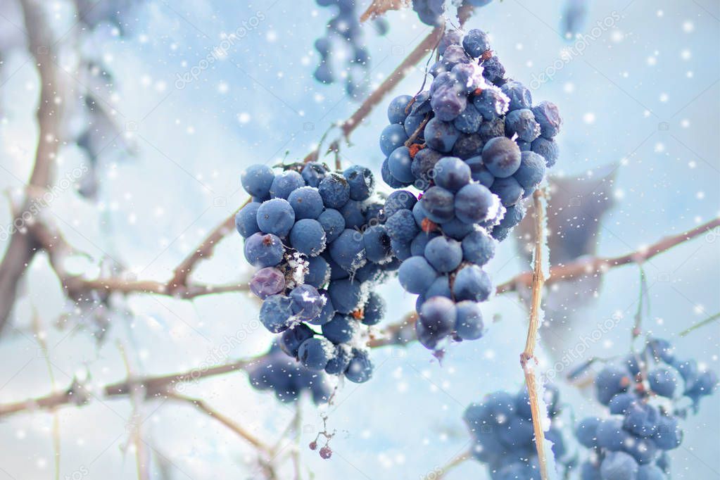 Ice wine. Wine red grapes for ice wine in winter condition and snow. Frozen grapes covered by white flake ice, The sweetest wine is from grapes shredded after the first frost.