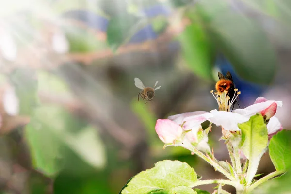 Nahaufnahme der Honigbiene am Apfelbaum im Frühling mit weißen Blüten — Stockfoto