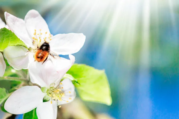 Закрити вгору з медоносних бджіл на Яблуня навесні з білим Цвіте в сонячний день. Місце для тексту — стокове фото