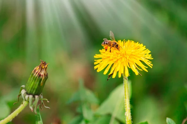Бджола працює над кульбаби поля в сонячний день — стокове фото