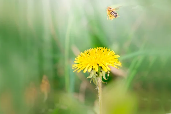 Biene arbeitet an sonnigem Tag auf Löwenzahnfeld — Stockfoto