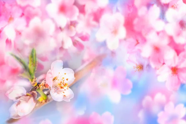 Almond blossoms over blurred nature background — Stock Photo, Image