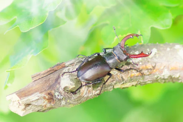 Majestic Male Stag Beetle Lucanus Cervus Tree Green Tree Background — Stock Photo, Image