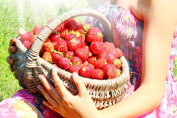 Mano Con Fresas Cesta Sobre Fresa — Foto de Stock