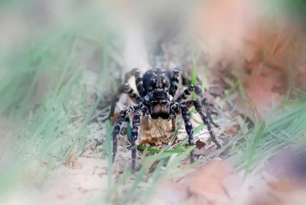 Ακραία Μεγέθυνση Αράχνη Λύκος Πλήρη Πυροβολισμό Του Σώματος — Φωτογραφία Αρχείου
