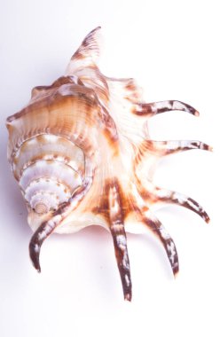 deniz kabuğu beyaz üzerine izole.