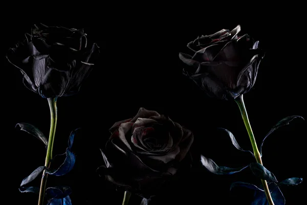 set black roses isolated on a black background
