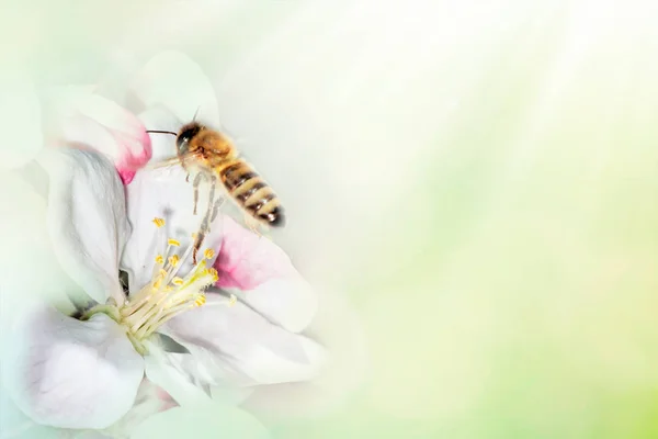 Frühlingsbaumblüte Mit Biene Trüben Tag — Stockfoto