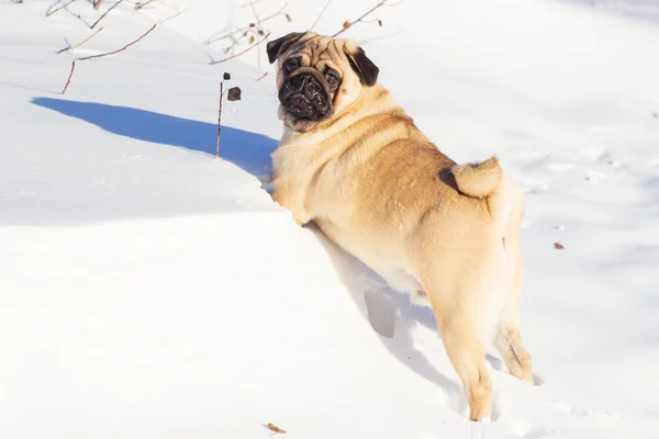 Pug Dog White Snow — Stock Photo, Image