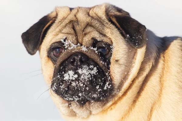 Happy fox dog with a frozen beard in the snow. Fun with a dog in the mountains. Hiking with a dog