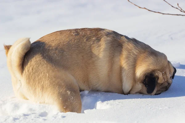 Mutlu Fox Köpek Karda Donmuş Sakallı Dağlarda Bir Köpek Ile — Stok fotoğraf