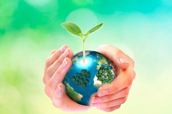 World environment day concept: human hands holding big growth tree and earth globe over green spring background