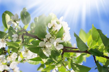Güneşli gün mavi gökyüzü arka plan doğa bahar arka plan, yeşil ağaç yaprak ve çiçek çiçek. Metin için yer.