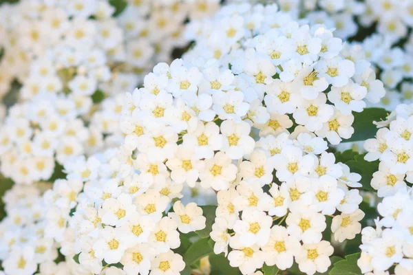 Sacco Teneri Piccoli Fiori Bianchi Modello Molti Fiori Sfondo Fiori — Foto Stock