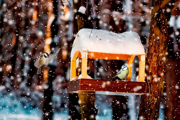 雪の降る冬の鳥の送り装置のシジュウカラ — ストック写真