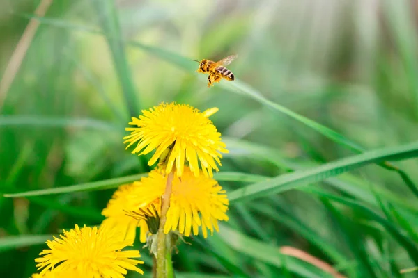 Медовая Пчела Собирает Нектар Цветка Одуванчика Летом Весной Солнечный День — стоковое фото