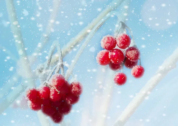 Bayas Hoarfrost Fondo Rojo Planta Invierno — Foto de Stock