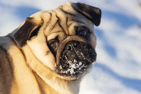 Portrait Pug Dog Showing Snowy Face While Dog Standing Snow — Stock Photo, Image