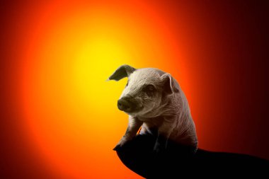 2019 yıl domuz, altın domuz Siluet sarı arka planlı, Çin yeni yılı kavram, kavram ve wealth.calligraphy çeviri kaydediyor: iyi korusun yeni yıl için