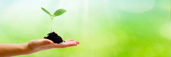 Plante Dans Les Mains Fond Printemps — Photo