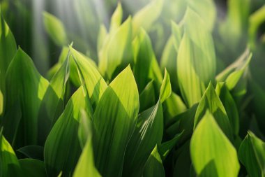 Yeşil yapraklı arka plan, Doğal arkaplan.