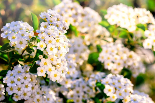 Lot Tender Little White Flowers Pattern Many Flowers White Flowers — Stock Photo, Image