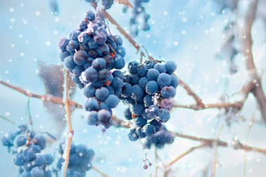 Freez bunch of grapes at winter, DOF is shalow clipart