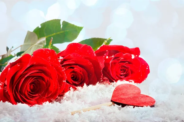 Rose Rosse Che Posano Sfondo Bianco — Foto Stock