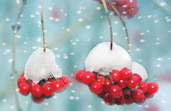 Red Frozen Rowan Berries Snow — Stock Photo, Image