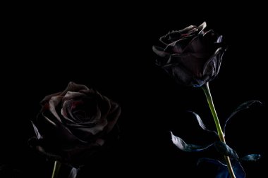 siyah bir arka plan üzerinde siyah gül. Metin için yer.