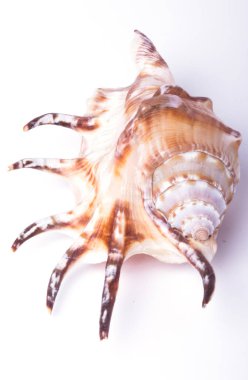 deniz kabuğu beyaz üzerine izole.