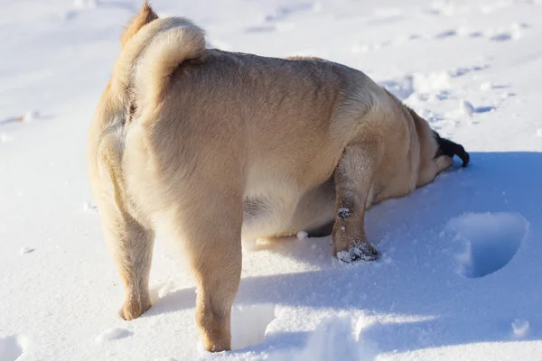 Pug Dog White Snow — Stock Photo, Image