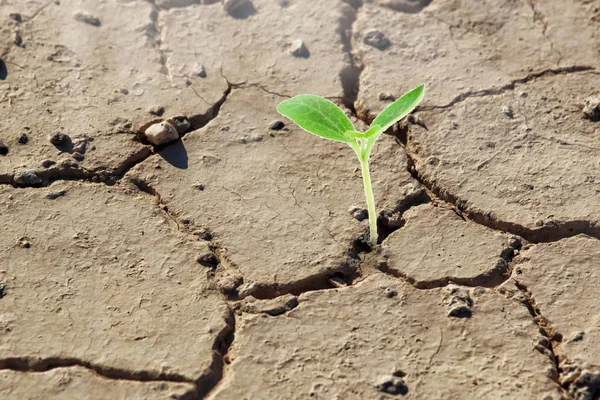 Planta Lutando Pela Vida Terra Seca — Fotografia de Stock