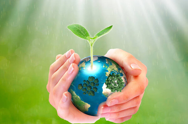 World environment day concept: human hands holding big growth tree and earth globe over green spring background