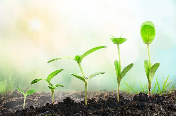 Agricultura Cultivando Plantas Planta Plántulas Alimentación Manual Riego Plantas Bebé —  Fotos de Stock