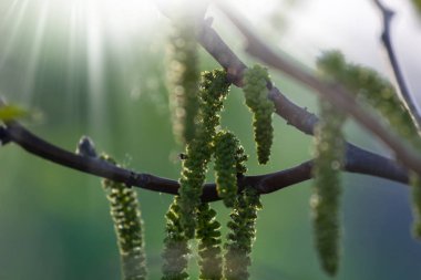 Juglans regia, Farsça ceviz, İngilizce ceviz, Çerkes ceviz, ortak ceviz erkek çiçekleri kapatın. Polonya, Avrupa.