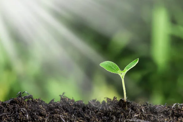 Genç Bitki Gün Işığında Büyüyor