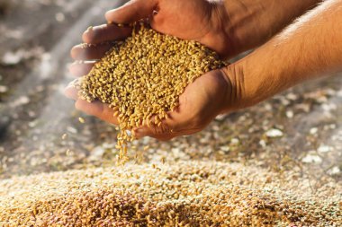 Hasat, çiftçinin elinde buğday taneleri tutarak yakın çekim