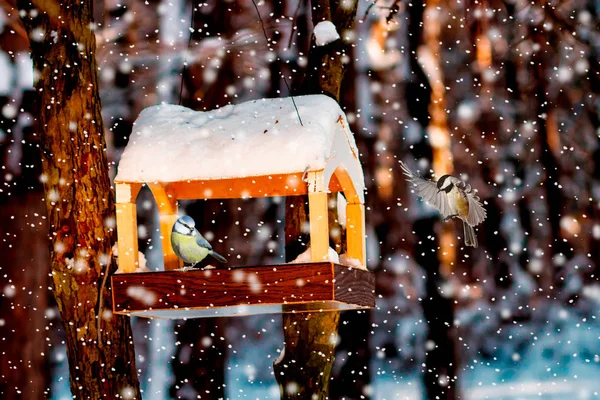 Tit Alimentador Aves Invierno Nevado — Foto de Stock