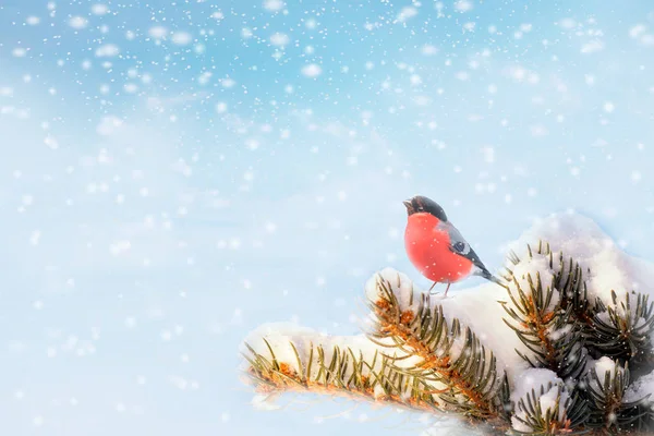 new year postcard bird bullfinch on a branch of a festive spruce with shiny hoarfrost sits in a beautiful winter park.