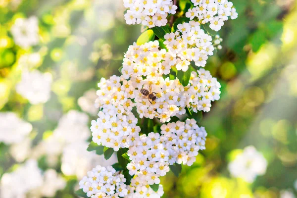 Bee on white flower close up macro while collecting pollen on nature green blurred background, banner for website. Spring. Panorama. Blurred space for your text.